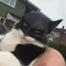 Batman Mask for Cats
